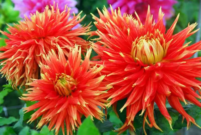 Dahlia 'Show N Tell', 'Show N Tell' Dahlia ,Dinner Plate Dahlias , Dinnerplate Dahlias, Giant Dahlias, Red Dahlia Flowers, Orange Dahlias, Dahlia Tubers, Dahlia Bulbs, Dahlia Flower, Dahlia Flowers, summer bulbs