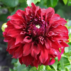 Dahlia Spartacus, Spartacus Dahlia, Decorative Dahlias, Dinner Plate Dahlias, Red Dahlias, Dahlia Tubers, Dahlia Bulbs, Dahlia Flower, Dahlia Flowers, summer bulbs