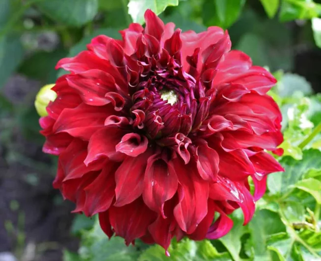 Dahlia Spartacus, Spartacus Dahlia, Decorative Dahlias, Dinner Plate Dahlias, Red Dahlias, Dahlia Tubers, Dahlia Bulbs, Dahlia Flower, Dahlia Flowers, summer bulbs