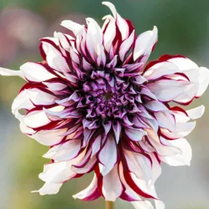 Dahlia Tartan, 'Tartan' Dahlia , Decorative Dahlias, Dinner Plate Dahlias , Dinnerplate Dahlias, Giant Dahlias, White Dahlias, Bicolor Dahlias, Dahlia Tubers, Dahlia Bulbs, Dahlia Flower, Dahlia Flowers,