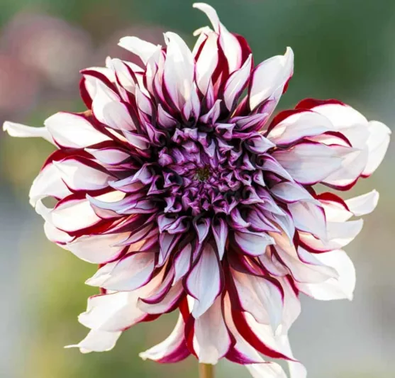 Dahlia Tartan, 'Tartan' Dahlia , Decorative Dahlias, Dinner Plate Dahlias , Dinnerplate Dahlias, Giant Dahlias, White Dahlias, Bicolor Dahlias, Dahlia Tubers, Dahlia Bulbs, Dahlia Flower, Dahlia Flowers,