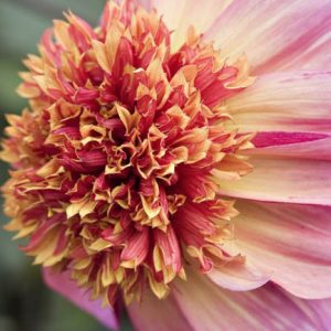 Dahlia The Phantom, The Phantom Dahlia, Anemone Dahlias, Dahlias, Bicolor Dahlias, Dahlia Tubers, Dahlia Bulbs, Dahlia Flower, Dahlia Flowers, summer bulbs, Pink Dahlias, Lavender Dahlia, Lilac Dahlia