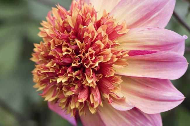 Dahlia The Phantom, The Phantom Dahlia, Anemone Dahlias, Dahlias, Bicolor Dahlias, Dahlia Tubers, Dahlia Bulbs, Dahlia Flower, Dahlia Flowers, summer bulbs, Pink Dahlias, Lavender Dahlia, Lilac Dahlia