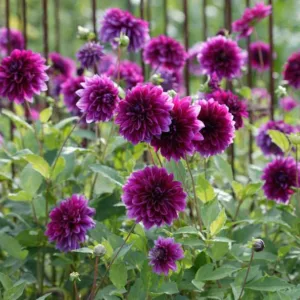 Dahlia 'Thomas Edison', 'Thomas Edison' Dahlia , Decorative Dahlias, Dinner Plate Dahlias , Dinnerplate Dahlias, Giant Dahlias, Purple Dahlia Flowers, Dahlia Tubers, Dahlia Bulbs, Dahlia Flower, Dahlia Flowers, summer bulbs
