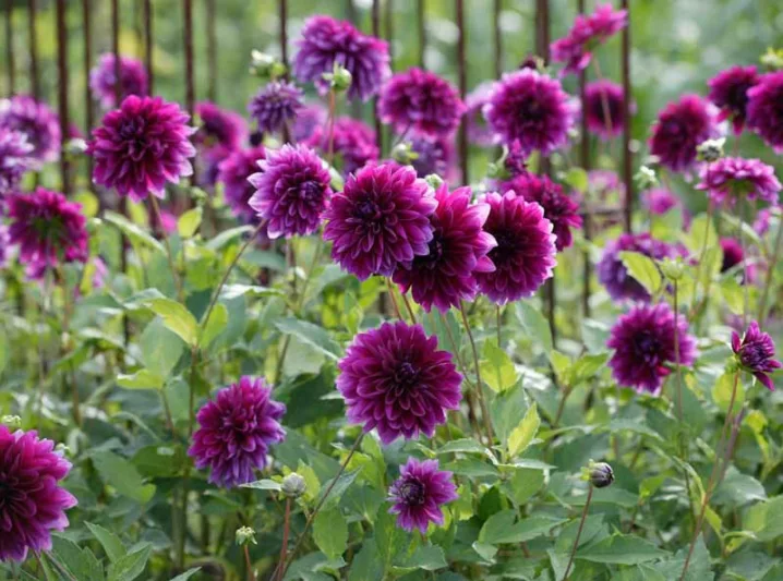 Dahlia 'Thomas Edison', 'Thomas Edison' Dahlia , Decorative Dahlias, Dinner Plate Dahlias , Dinnerplate Dahlias, Giant Dahlias, Purple Dahlia Flowers, Dahlia Tubers, Dahlia Bulbs, Dahlia Flower, Dahlia Flowers, summer bulbs