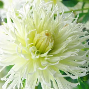 Dahlia 'Tsuku Yori No Shisha','Tsuku Yori No Shisha' Dahlia, Laciniated Dahlias, Fimbriated Dahlias, White Dahlia Flowers, Dahlia Tubers, Dahlia Bulbs, Dahlia Flower, Dahlia Flowers, summer bulbs