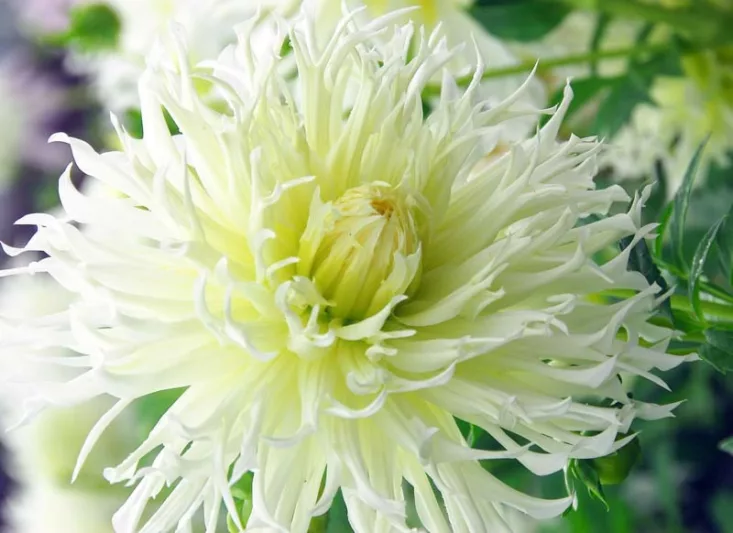 Dahlia 'Tsuku Yori No Shisha','Tsuku Yori No Shisha' Dahlia, Laciniated Dahlias, Fimbriated Dahlias, White Dahlia Flowers, Dahlia Tubers, Dahlia Bulbs, Dahlia Flower, Dahlia Flowers, summer bulbs