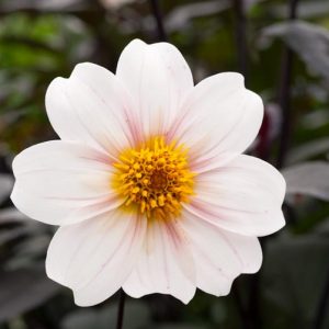 Dalia Twyning's After Eight, Twyning's After Eight Dahlia,Dark Foliage Dahlia, Single Dahlias, White Dahlia Flowers, Dahlia Tubers, Dahlia Bulbs, Dahlia Flower, Dahlia Flowers, summer bulbs