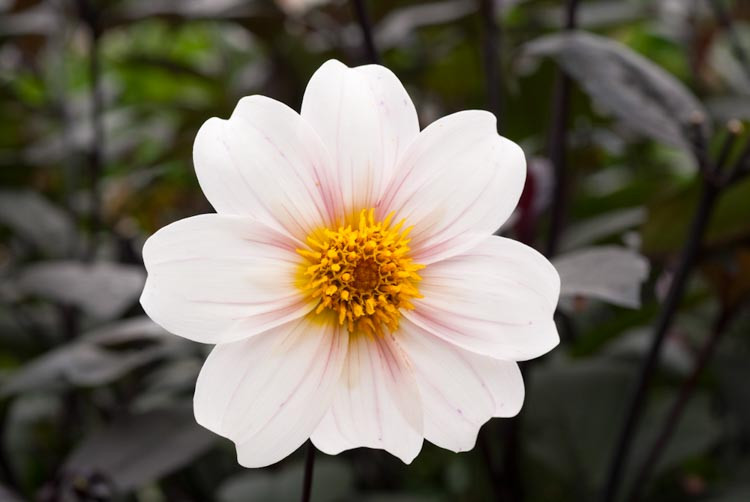 Dalia Twyning's After Eight, Twyning's After Eight Dahlia,Dark Foliage Dahlia, Single Dahlias, White Dahlia Flowers, Dahlia Tubers, Dahlia Bulbs, Dahlia Flower, Dahlia Flowers, summer bulbs