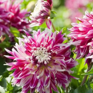 Dahlia 'Vancouver', 'Vancouver' Dahlia , Decorative Dahlias, Dinner Plate Dahlias , Dinnerplate Dahlias, Giant Dahlias, Purple Dahlia Flowers, Dahlia Tubers, Dahlia Bulbs, Dahlia Flower, Dahlia Flowers, summer bulbs