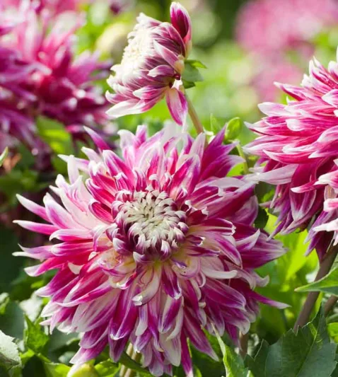 Dahlia 'Vancouver', 'Vancouver' Dahlia , Decorative Dahlias, Dinner Plate Dahlias , Dinnerplate Dahlias, Giant Dahlias, Purple Dahlia Flowers, Dahlia Tubers, Dahlia Bulbs, Dahlia Flower, Dahlia Flowers, summer bulbs