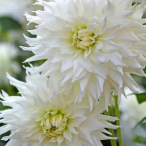Dahlia Verda, Verda Dahlia, Semi-Cactus Dahlias, Dahlias for cutting, White Dahlias, summer bulbs
