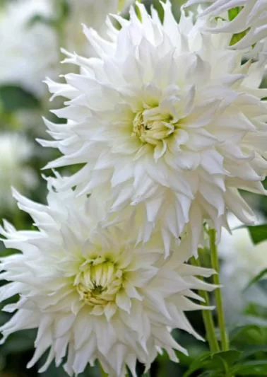 Dahlia Verda, Verda Dahlia, Semi-Cactus Dahlias, Dahlias for cutting, White Dahlias, summer bulbs
