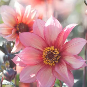 Dahlia Waltzing Mathilda, 'Waltzing Mathilda' Dahlia, Peony-Flowering Dahlias, Miscellaneous Dahlias, Dark Foliage Dahlia, Single Dahlias, Miscellaneous Dahlias, Orange Dahlia Flowers, Coral Dahlias, Dahlia Tubers, Dahlia Bulbs