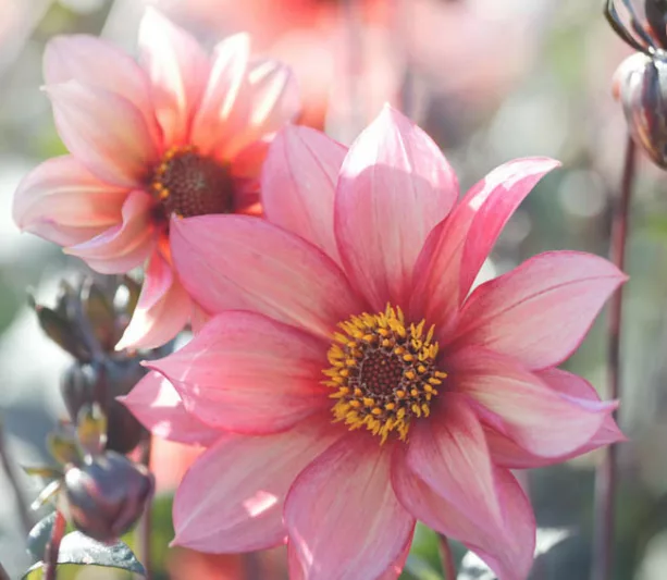 Dahlia Waltzing Mathilda, 'Waltzing Mathilda' Dahlia, Peony-Flowering Dahlias, Miscellaneous Dahlias, Dark Foliage Dahlia, Single Dahlias, Miscellaneous Dahlias, Orange Dahlia Flowers, Coral Dahlias, Dahlia Tubers, Dahlia Bulbs