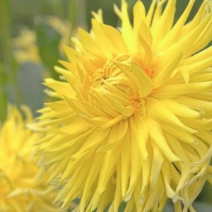 Dahlia Yellow Star, Yellow Star Dahlia, Semi-Cactus Dahlias, Dahlias for cutting, Yellow Dahlias, summer bulbs, Cream Dahlias