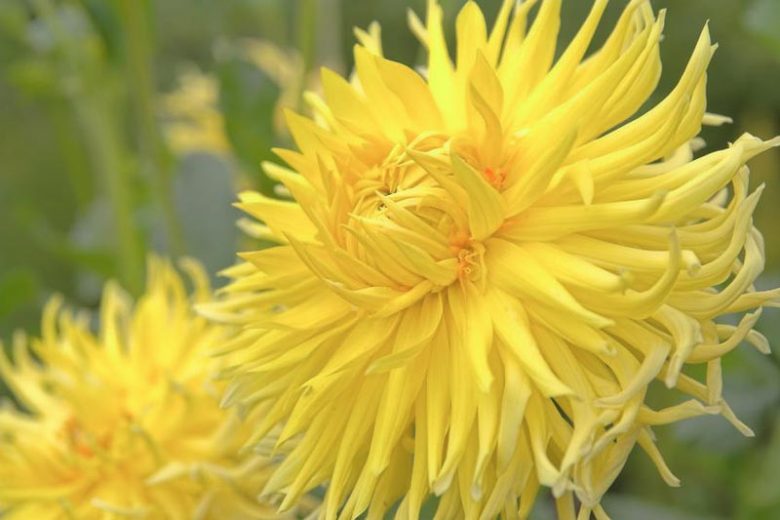 Dahlia Yellow Star, Yellow Star Dahlia, Semi-Cactus Dahlias, Dahlias for cutting, Yellow Dahlias, summer bulbs, Cream Dahlias