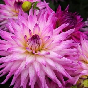 Dahlia 'Ace Summer Emotions', 'Ace Summer Emotions' Dahlia, Semi Cactus Dahlias, Dinner Plate Dahlias, Pink Dahlia flowers , Purple dahlia flowers, dahlia tubers, summer bulbs,