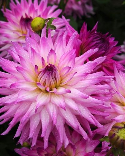 Dahlia 'Ace Summer Emotions', 'Ace Summer Emotions' Dahlia, Semi Cactus Dahlias, Dinner Plate Dahlias, Pink Dahlia flowers , Purple dahlia flowers, dahlia tubers, summer bulbs,
