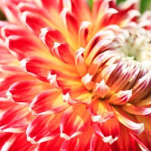 Dahlia 'Akita', 'Akita' Dahlia, Miscellaneous Dahlias, Dinner Plate Dahlias, Red Dahlia flowers , dahlia tubers, summer bulbs