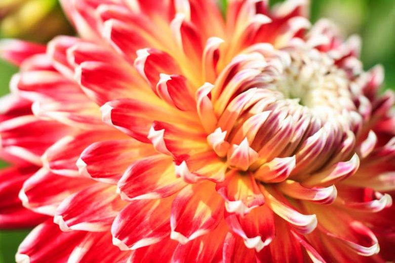 Dahlia 'Akita', 'Akita' Dahlia, Miscellaneous Dahlias, Dinner Plate Dahlias, Red Dahlia flowers , dahlia tubers, summer bulbs