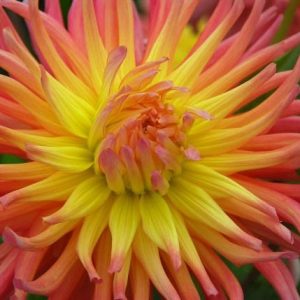 Dahlia 'Alfred Grille', 'Alfred Grille' Dahlia, Cactus Dahlias, Bicolor Dahlia Flowers, Pink Dahlias, Orange Dahlias, yellow Dahlias, Dahlia Tubers, Dahlia Bulbs, Dahlia Flower, Dahlia Flowers, summer bulbs