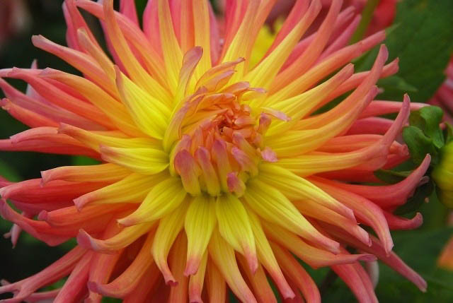Dahlia 'Alfred Grille', 'Alfred Grille' Dahlia, Cactus Dahlias, Bicolor Dahlia Flowers, Pink Dahlias, Orange Dahlias, yellow Dahlias, Dahlia Tubers, Dahlia Bulbs, Dahlia Flower, Dahlia Flowers, summer bulbs