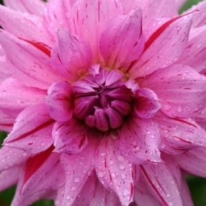 Dahlia 'American Dream','American Dream' Dahlia, Semi-Cactus Dahlias, Dinner Plate Dahlias, Pink Dahlia Flowers, Dahlia Tubers, Dahlia Bulbs, Dahlia Flower, Dahlia Flowers, summer bulbs