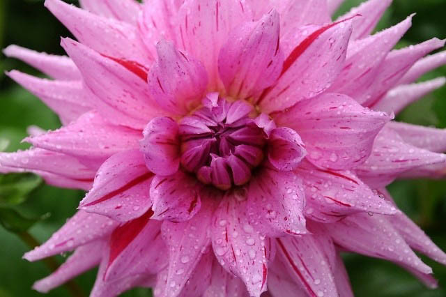 Dahlia 'American Dream','American Dream' Dahlia, Semi-Cactus Dahlias, Dinner Plate Dahlias, Pink Dahlia Flowers, Dahlia Tubers, Dahlia Bulbs, Dahlia Flower, Dahlia Flowers, summer bulbs