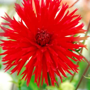 Dahlia 'Apache','Apache' Dahlia, Laciniated Dahlias, Fimbriated Dahlias, Red Dahlia Flowers, Dahlia Tubers, Dahlia Bulbs, Dahlia Flower, Dahlia Flowers, summer bulbs