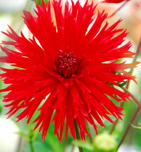 Dahlia 'Apache','Apache' Dahlia, Laciniated Dahlias, Fimbriated Dahlias, Red Dahlia Flowers, Dahlia Tubers, Dahlia Bulbs, Dahlia Flower, Dahlia Flowers, summer bulbs