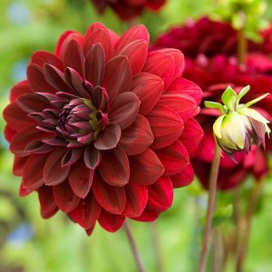 Dahlia Arabian Night, 'Arabian Night' Dahlia, Decorative Dahlias , AGM Dahlia, Black Dahlias, Dahlia Tubers, Dahlia Bulbs, Dahlia Flower, Dahlia Flowers, summer bulbs