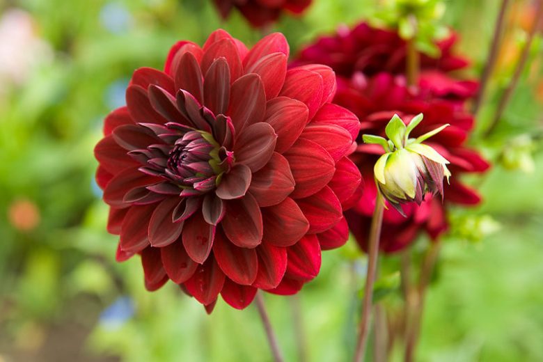 Dahlia Arabian Night, 'Arabian Night' Dahlia, Decorative Dahlias , AGM Dahlia, Black Dahlias, Dahlia Tubers, Dahlia Bulbs, Dahlia Flower, Dahlia Flowers, summer bulbs