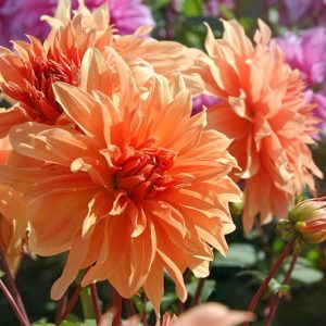 Dahlia Babylon Bronze, 'Babylon Bronze' Dahlia, Decorative Dahlias, Dinner Plate Dahlias , Dinnerplate Dahlias, Giant Dahlias, Orange Dahlia Flowers, Dahlia Tubers, Dahlia Bulbs, Dahlia Flower, Dahlia Flowers, summer bulbs