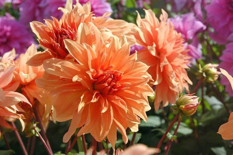Dahlia Babylon Bronze, 'Babylon Bronze' Dahlia, Decorative Dahlias, Dinner Plate Dahlias , Dinnerplate Dahlias, Giant Dahlias, Orange Dahlia Flowers, Dahlia Tubers, Dahlia Bulbs, Dahlia Flower, Dahlia Flowers, summer bulbs