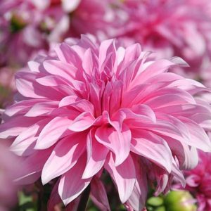 Dahlia Babylon, 'Babylon Pink' Dahlia , Decorative Dahlias, Dinner Plate Dahlias , Dinnerplate Dahlias, Giant Dahlias, Dahlia Babylon pink, Dahlia Babylon rose, Pink Dahlia Flowers, Dahlia Tubers, Dahlia Bulbs, Dahlia Flower, Dahlia Flowers, summer bulbs