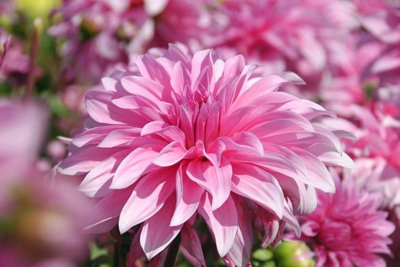 Dahlia Babylon, 'Babylon Pink' Dahlia , Decorative Dahlias, Dinner Plate Dahlias , Dinnerplate Dahlias, Giant Dahlias, Dahlia Babylon pink, Dahlia Babylon rose, Pink Dahlia Flowers, Dahlia Tubers, Dahlia Bulbs, Dahlia Flower, Dahlia Flowers, summer bulbs