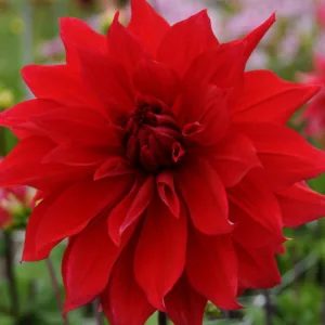 Dahlia Babylon, Babylon Red Dahlia , Decorative Dahlias, Dinner Plate Dahlias , Dinnerplate Dahlias, Giant Dahlias, Dahlia Babylon Redk, Red Dahlia Flowers, Dahlia Tubers, Dahlia Bulbs, Dahlia Flower, Dahlia Flowers
