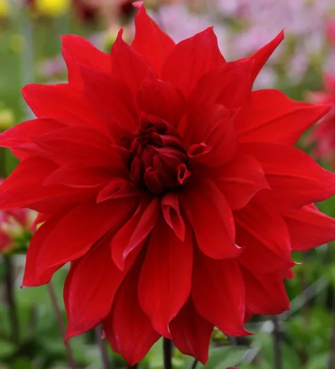 Dahlia Babylon, Babylon Red Dahlia , Decorative Dahlias, Dinner Plate Dahlias , Dinnerplate Dahlias, Giant Dahlias, Dahlia Babylon Redk, Red Dahlia Flowers, Dahlia Tubers, Dahlia Bulbs, Dahlia Flower, Dahlia Flowers