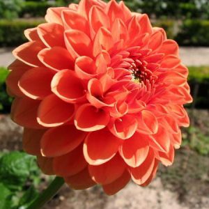 Dahlia 'Bantling','Bantling' Dahlia, Pompon Dahlias, Orange Dahlias, Dahlia Tubers, Dahlia Bulbs, Dahlia Flower, Dahlia Flowers, summer bulbs