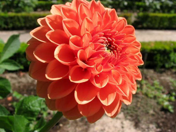 Dahlia 'Bantling','Bantling' Dahlia, Pompon Dahlias, Orange Dahlias, Dahlia Tubers, Dahlia Bulbs, Dahlia Flower, Dahlia Flowers, summer bulbs