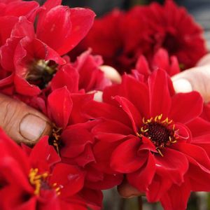 Dalia Bishop of Llandaff, Bishop of Llandaff Dahlia,Dark Foliage Dahlia, Peony-Flowering Dahlias, Miscellaneous Dahlias, Red Dahlia Flowers, Dahlia Tubers, Dahlia Bulbs, Dahlia Flower, Dahlia Flowers, summer bulbs