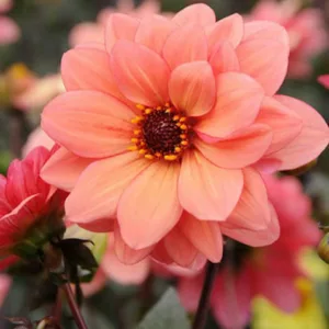 Dalia Bishop of Oxford, 'Bishop of Oxford' Dahlia, Peony-Flowering Dahlias, Miscellaneous Dahlias, Dark Foliage Dahlia, Peony-Flowering Dahlias, Single-Flowered Dahlias, Miscellaneous Dahlias, Orange Dahlia Flowers, Dahlia Tubers, Dahlia Bulbs, Dahlia Flo