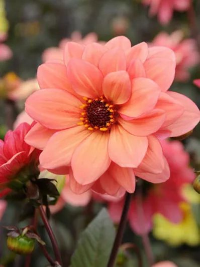 Dalia Bishop of Oxford, 'Bishop of Oxford' Dahlia, Peony-Flowering Dahlias, Miscellaneous Dahlias, Dark Foliage Dahlia, Peony-Flowering Dahlias, Single-Flowered Dahlias, Miscellaneous Dahlias, Orange Dahlia Flowers, Dahlia Tubers, Dahlia Bulbs, Dahlia Flo