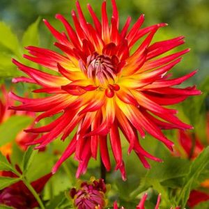 Dahlia 'Bora Bora', 'Bora Bora' Dahlia, Cactus Dahlias, Bicolor Dahlia Flowers, Red Dahlias, Yellow Dahlias, Dahlia Tubers, Dahlia Bulbs, Dahlia Flower, Dahlia Flowers, summer bulbs