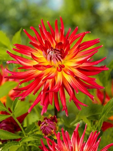 Dahlia 'Bora Bora', 'Bora Bora' Dahlia, Cactus Dahlias, Bicolor Dahlia Flowers, Red Dahlias, Yellow Dahlias, Dahlia Tubers, Dahlia Bulbs, Dahlia Flower, Dahlia Flowers, summer bulbs