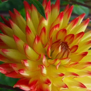Dahlia 'Bridge View Aloha', Dahlia 'Bridgeview Aloha, 'Bridge View Aloha' Dahlia, 'Bridgeview Aloha' Dahlia, Semi-Cactus Dahlias, Cactus Dahlias, Bicolor Dahlia Flowers, Red Dahlias, Yellow Dahlias,Dahlia Tubers, Dahlia Bulbs, Dahlia Flower, Dahlia Flower