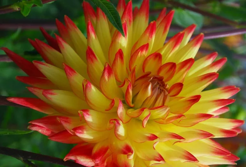 Dahlia 'Bridge View Aloha', Dahlia 'Bridgeview Aloha, 'Bridge View Aloha' Dahlia, 'Bridgeview Aloha' Dahlia, Semi-Cactus Dahlias, Cactus Dahlias, Bicolor Dahlia Flowers, Red Dahlias, Yellow Dahlias,Dahlia Tubers, Dahlia Bulbs, Dahlia Flower, Dahlia Flower