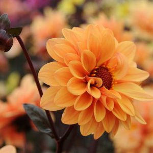 Dahlia 'Elise','Elise' Dahlia, Dahlia Classic Elise, Dahlias Classic, Peony-Flowering Dahlias, Miscellaneous Dahlias, Classic Dahlias, Dahlias Classic, Orange Dahlia Flowers, Dark-leaved Dahlias, Dahlia Tubers, Dahlia Bulbs, Dahl