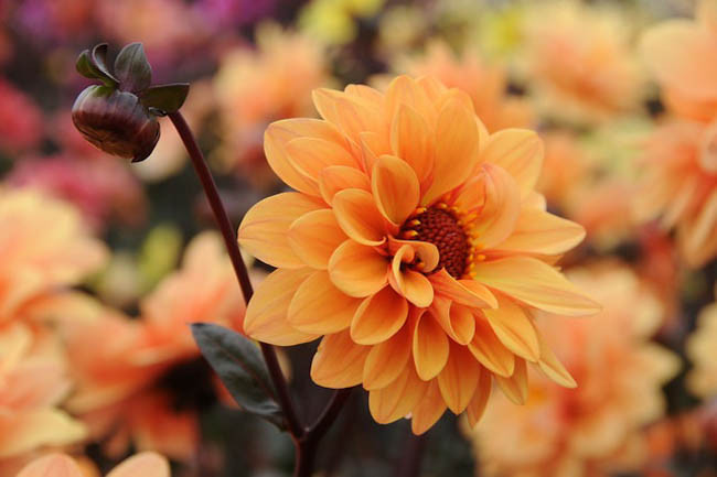 Dahlia 'Elise','Elise' Dahlia, Dahlia Classic Elise, Dahlias Classic, Peony-Flowering Dahlias, Miscellaneous Dahlias, Classic Dahlias, Dahlias Classic, Orange Dahlia Flowers, Dark-leaved Dahlias, Dahlia Tubers, Dahlia Bulbs, Dahl